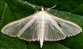 1408 (63.048) Palpita vitrealis